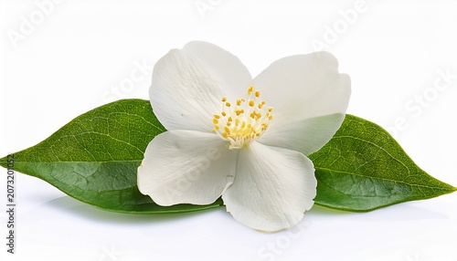 Jasmine Flowers Isolated On White Background Fragrant White Flowers With Leaves