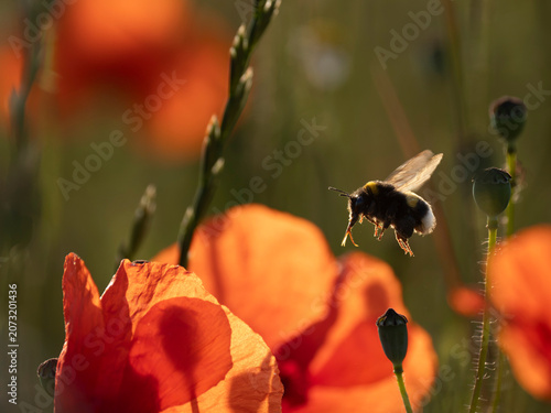 Hummel im Klatschmohn