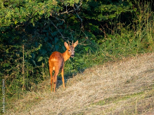 Reh (Capreolus capreolus)