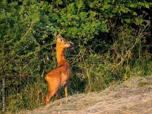 Reh (Capreolus capreolus)