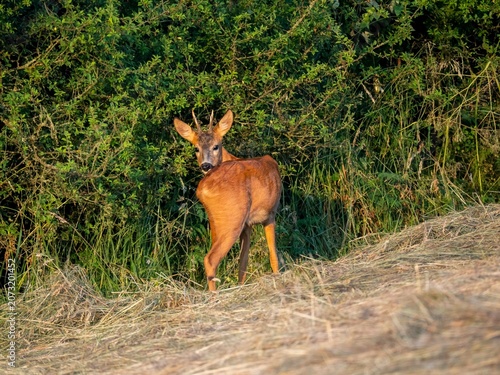 Reh (Capreolus capreolus)
