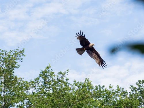 Schwarzmilan, Milvus migrans