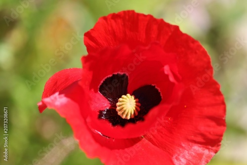 Coquelicot 