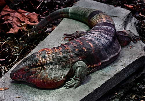 Fotografie Red teju lizard male on the stone