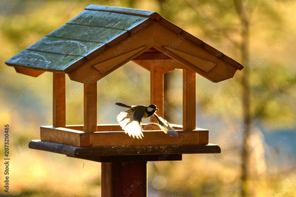 Fototapeta premium Great Tit bird flying to a wooden feeder in golden hour light