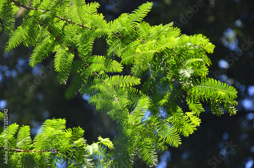 Vibrant green needle-like foliage of the Metasequoia glyptostroboides (dawn redwood) tree branches under the sunlight. Nature, summer, natural forest environment, deciduous coniferous tree .