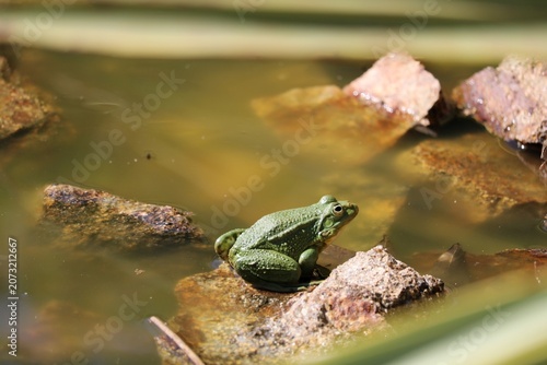 Grenouille