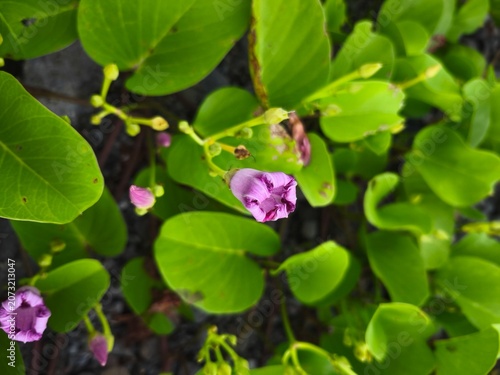 Close-up of delicate purple morning glory flowers blooming amidst lush green foliage.
