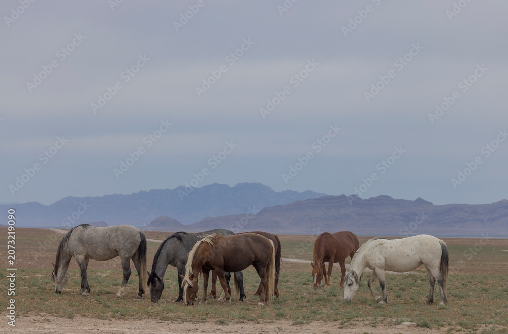 Fototapeta premium Wild Horses in Springtime in the Utah Desert