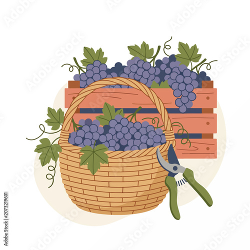 Fresh Grapes in Woven Basket Harvest.