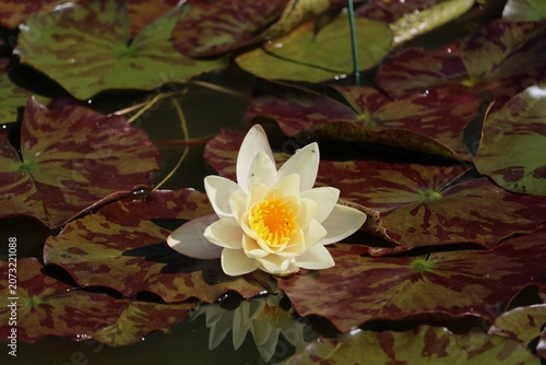Nénuphar