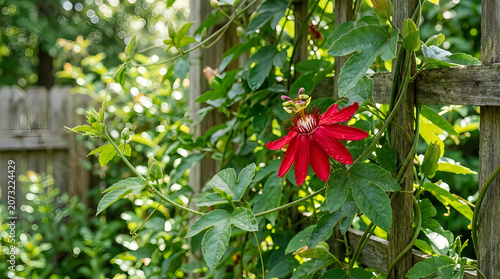 Bright red hibiscus flower in green foliage