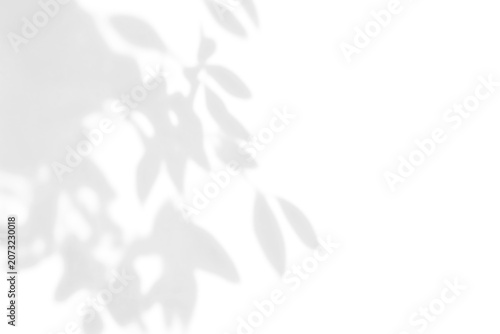 shadow overlay effect of natural tree leaves shadow and window shadow over on white wall,abstract summer sunlight shadow on transparent background,branch shadow,flora shadow,leaf shadow