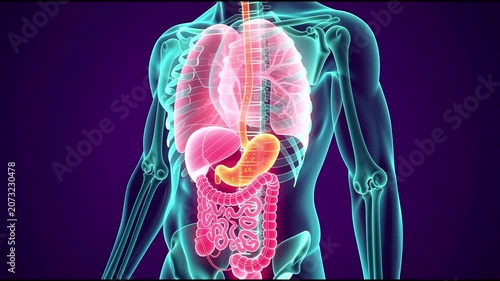 Acid Reflux in Human Stomach and Digestive System Anatomy. 4K Video