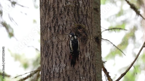 Great spotted woodpecker feeds hatched chicks in aspen tree hollow, parent bird feeding young brood, Dendrocopos major bringing insects larvae and grubs to tree cavity, ornithology and birdwatching.