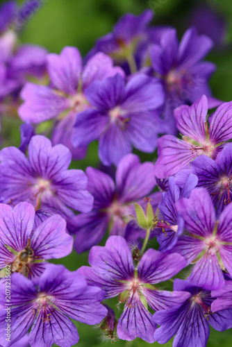 close up of violet flowers