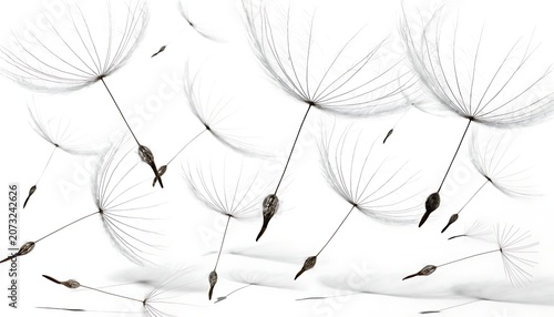 Collection of floating dandelion seeds with natural style With shadow. AI GENERATED.