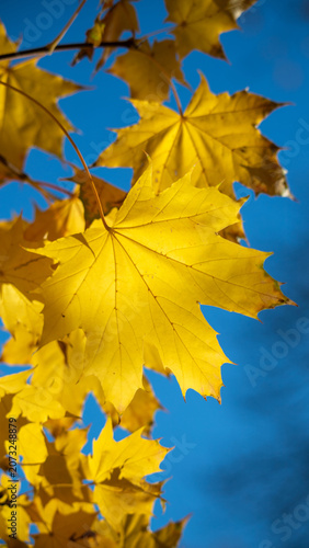 Golden maple leaves glow in autumn sunlight against a vivid blue sky, conveyi...