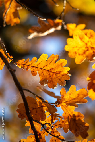 Golden oak leaves backlit by autumn sunlight with warm bokeh and shallow dept...
