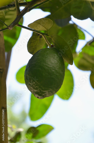 Green unripe lemon fruit hanging on a tree. .Home gardening ,urban planting, growing concept.Free copy space.