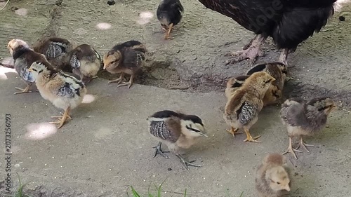 Cute little chickens with mom chicken cheerfully pecking grain on the street. Concept of poultry farming, maternal care, family