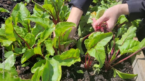 Gardener Harvests Young Beet Leaves with Red Stems and Small Roots for Healthy Meals, Salads, Vegan Dishes, Organic Harvest and Plant-Based Diets