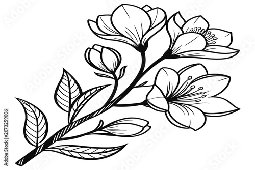 coloring page line art the tulip magnolia flower black vector