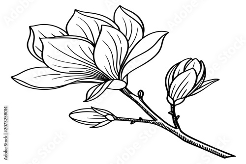 coloring page line art the tulip magnolia flower black vector