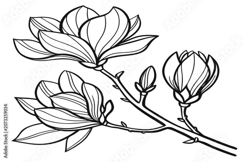 coloring page line art the tulip magnolia flower black vector