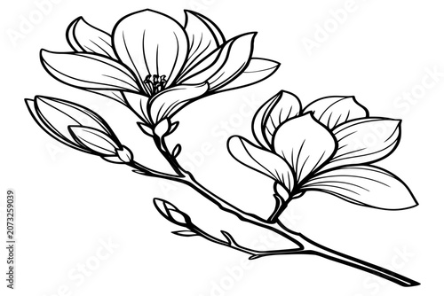 coloring page line art the tulip magnolia flower black vector