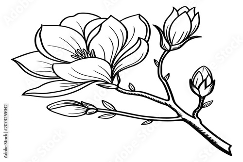 coloring page line art the tulip magnolia flower black vector