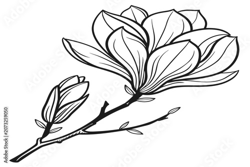 coloring page line art the tulip magnolia flower black vector