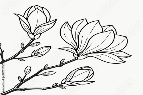 coloring page line art the tulip magnolia flower black vector