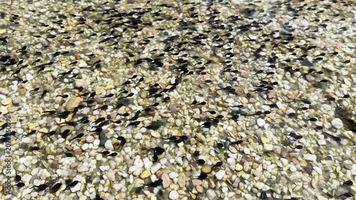 Tadpoles Swimming Over Pebbles In Shallow Pond Water During Spring Amphibian Development