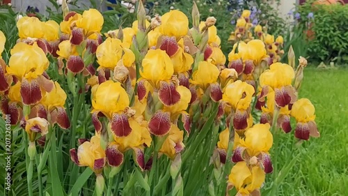 Group of yellow irises growing in a flower bed in the garden close-up
