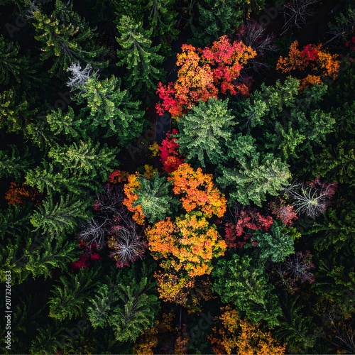 Vibrant Foliage with Colorful Leaves and Plants.