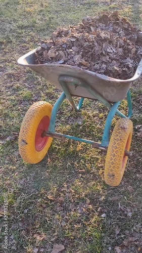 Final garden work of autumn. wheelbarrow in the garden full of dry leafs and branches. Autumn garden theme. Wheelbarrow into which garden has has been putting results of seasonal cut-backs.