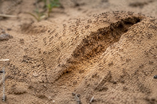 A detailed anthill in sandy soil with a single claw mark.