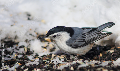 Fotografía White-breasted nuthatch foraging among sunflower seeds on snowy ground