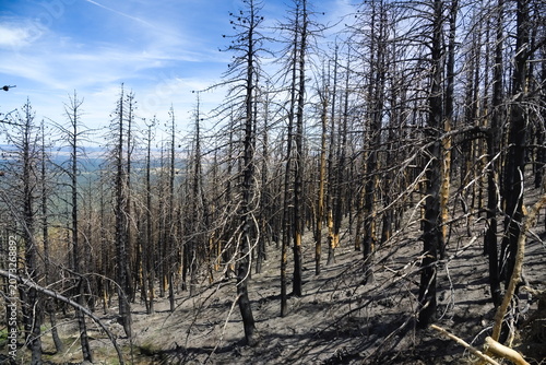 Appearance of a forest in the Riaza mountains after a forest fire.