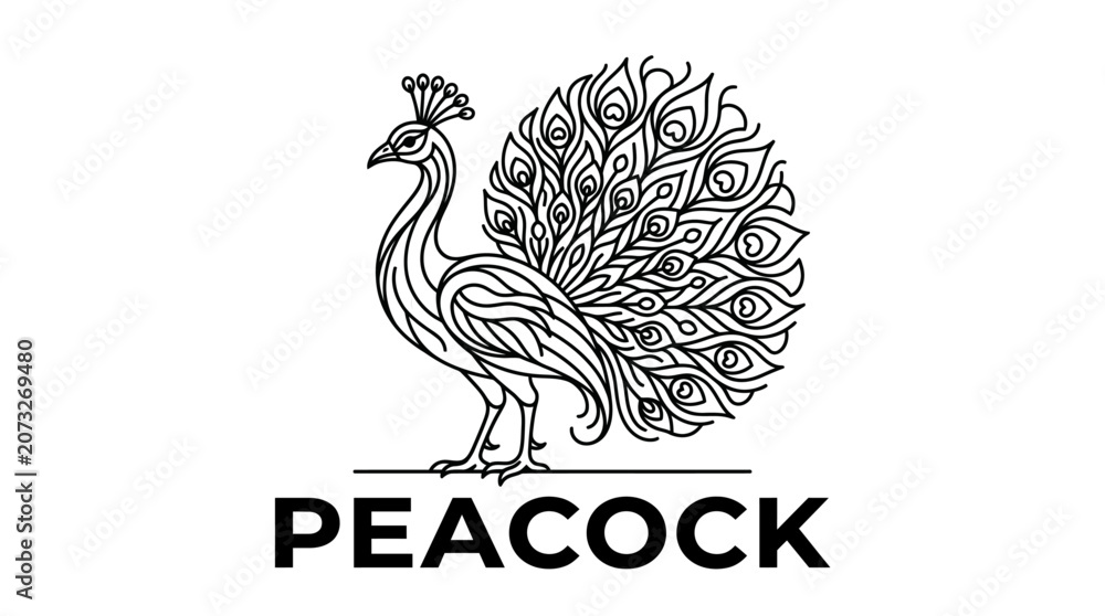 Fototapeta premium Peacock Line Art Vector Illustration