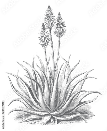 Photos Botanical aloe vera illustrated with flower spikes and detailed succulent foliage