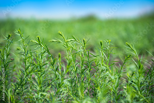 Young green shoots of the agricultural plant flax during its active growth and formation.
