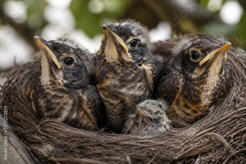A fluffy fledgling bird in a nest, smaller than its siblings, with a soft-focus background.