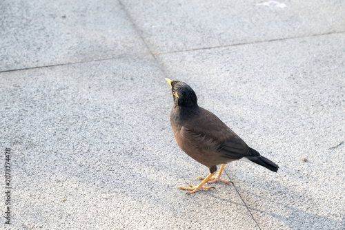A Common Myna (acridotheres tristis) on the ground.