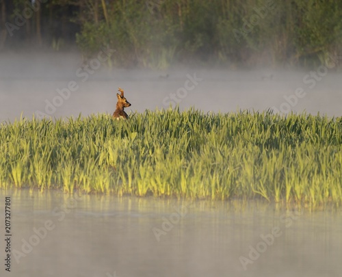 Roe deer (Capreolus capreolus), roebuck standing in a wet meadow, in a wetland biotope at a lake, morning mist, warm morning light, wildlife, Lower Saxony, Germany