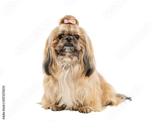 Canvastavla Golden-haired pekingese dog with a pink isolated on png transparent background i