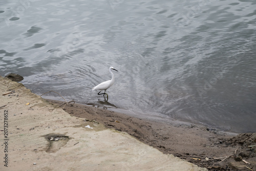 Obraz na plátně A little egret (Egretta garzetta) on the riverside.