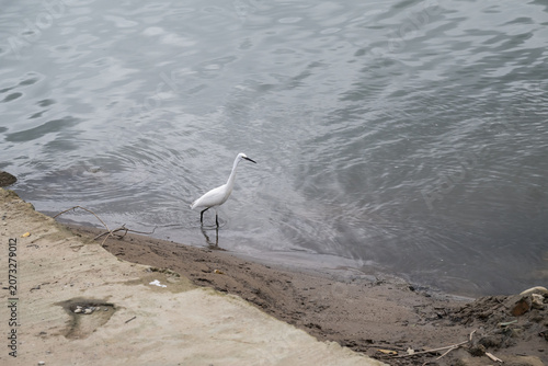 Obraz na plátně A little egret (Egretta garzetta) on the riverside.