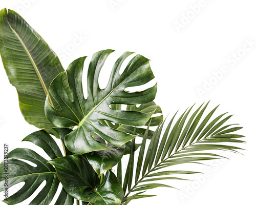 Fotografía Lush green tropical leaves arrangement isolated on png transparent background is